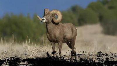 Private Rocky Mountain Bighorn Sheep Hunts - Wyoming Hunts