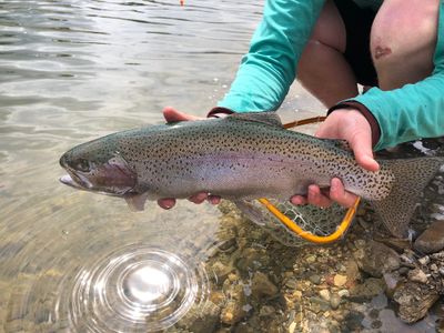 Gallatin River Wade Trip