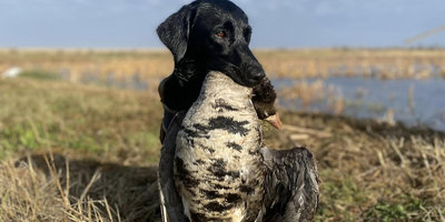 Matagorda Duck Hunting | 8 Hour Hunting Trip