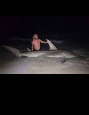 8 Hour Tiger And Hammerhead Shark Trip