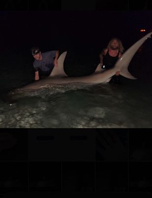 4 or 6 Hour Tiger And Hammerhead Shark Trip