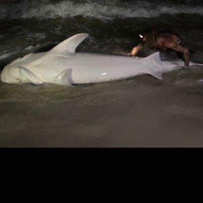 4 or 6 Hour Tiger And Hammerhead Shark Trip