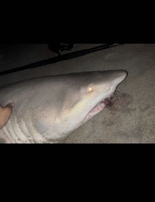 8 Hour Jacksonville Winter Sand Tiger Trip