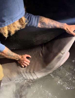 NANTUCKET ULTIMATE BEACH SHARK FISHING TRIP