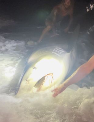 14 Hour East Coast Shark Fishing Trip