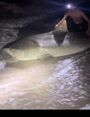 4 or 6 Hour Tiger And Hammerhead Shark Trip