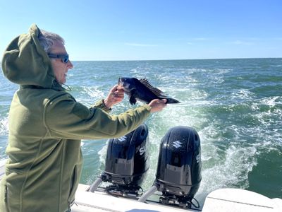 Half Day Black Sea Bass - shared boat