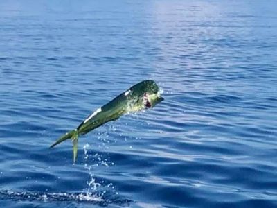 Fishing Charter Marathon Florida | 4 To 10 Hour Charter Trip 