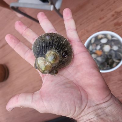 Scalloping (Seasonal)
