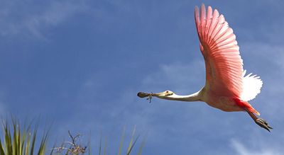 Eco Tour in St. Augustine, FL