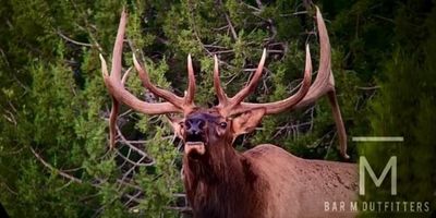 Bull Elk Hunting