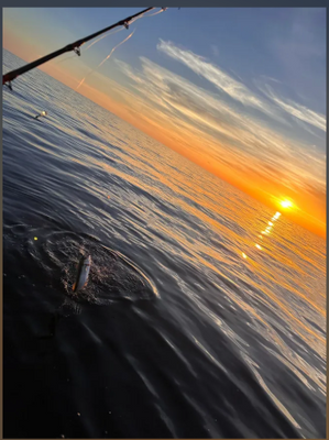 4 Hour Night Shark Trip 
