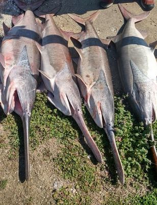 Spoonbill Fishing With Rick Skidmore 