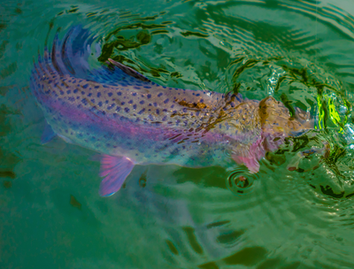 Trout Fishing Branson | 2 Hour Trip 