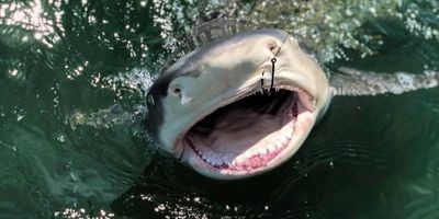 Fishing at Islamorada | Private - 4 to 8 Hour Shark Fishing Trip