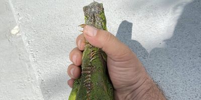 South Florida Iguana Hunting