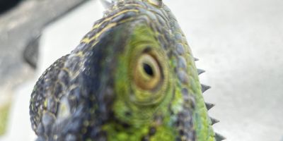 Full Day Iguana Hunting South Florida