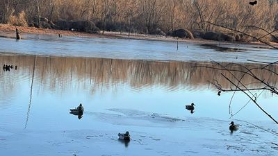 Hunting Ducks in Texas