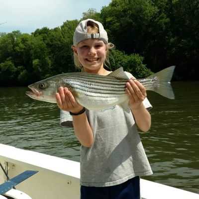 Roanoke River, NC Shad & Stripers Fishing