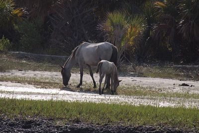 Fernandina Beach, 2 Hour Amelia Island Birding/Photography Boat Tour