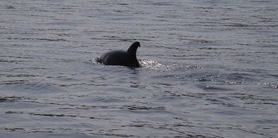 Fernandina Beach, FL 2 Hour Nature/Wildlife Private Boat Tour