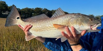  Ultimate Charleston Fishing Charter | 8-Hour Inshore Fishing 