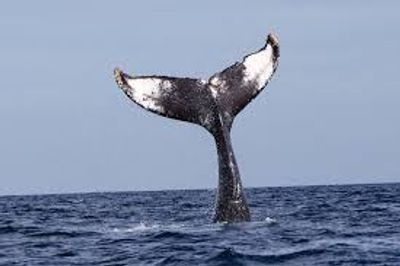 8 Hour Whale Watching Trip 