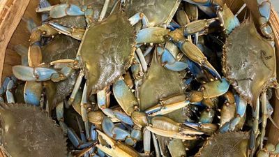 Crabbing in Maryland