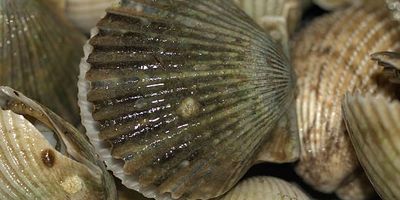 Scalloping in Florida | 4 Hour And 6 Hour Scalloping Trip