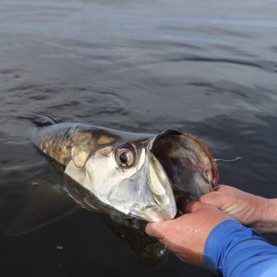 Homosassa Fishing Guide