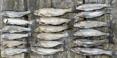 Freezer Filler in Vermont