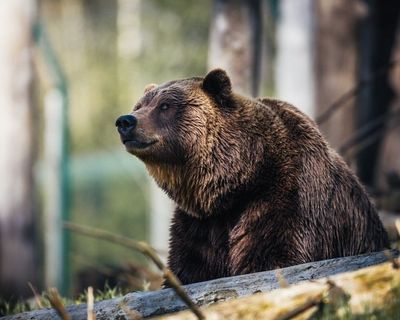 Homer Alaska Bear Viewing | Shared Bear Viewing Trip 