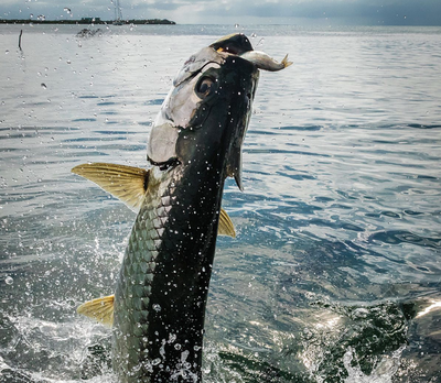 Ultimate Inshore Fishing in Port St. Lucie, FL