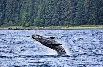 Whale Watching in Sitka Alaska | 2-2.5 HR Shared Trip