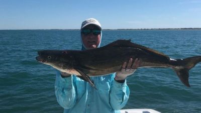 Jacksonville, FL 8 Hour  Cobia Sight Fishing Trip