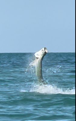 Jacksonville, FL 5 Hour  Tarpon and Shark Trip