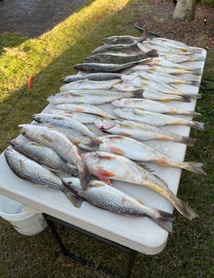 Flounder Time