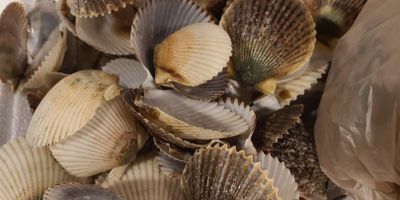 Crystal River Scalloping Charters | 4 Hour Charter Trip