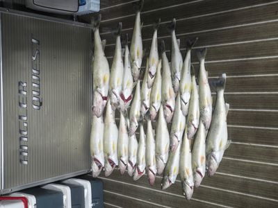 TROPHY WALLEYE- MONROE | 8 or 10 Hour Charter Trip - Monroe, Mi. 