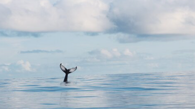 Whale Watching in Rincon Puerto Rico | 4 HR Private Trip