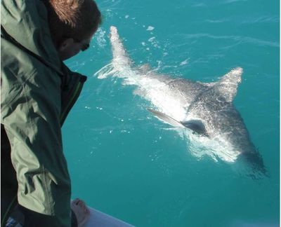 Tampa Fishing Charters – Shark Fishing