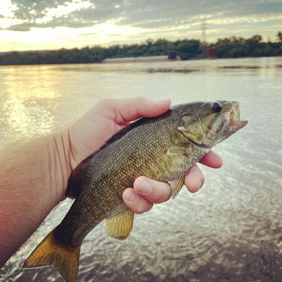 Chattanooga Fly Fishing | 2 Hour Guided Wade Trip