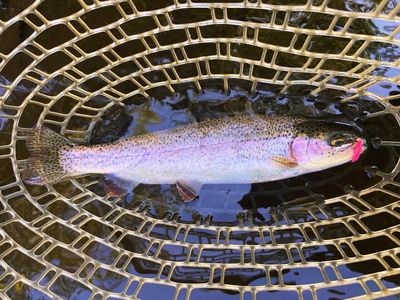 Backcountry Trout (Physically Demanding)