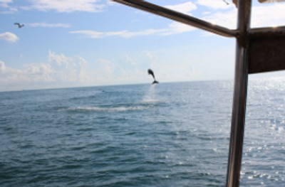 Galveston Bay Tour | Prices vary Per Boat- Read Description!