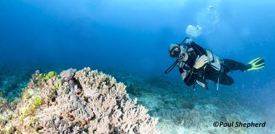 Dive Trip | Truk Lagoon for 4 Pax (November 3rd to 12th 2024)