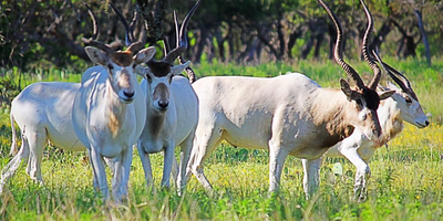 Big Time Exotic Addax Hunting Trip In Texas