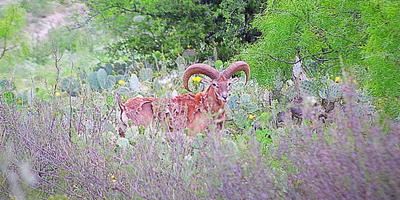 Big Time Exotic Aoudad Hunting Trip In Texas 