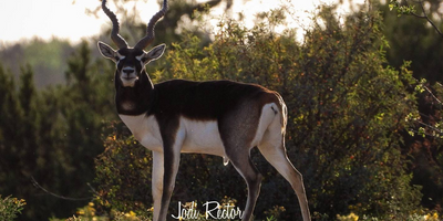 Big Time Exotic Blackbuck Hunting Trip In Texas