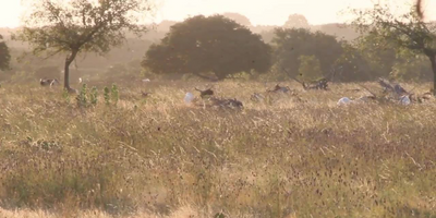 Big Time Exotic Sable Hunting Trip In Texas 