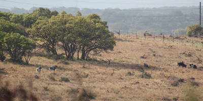 Big Time Exotic Sambar Hunting Trip In Texas
